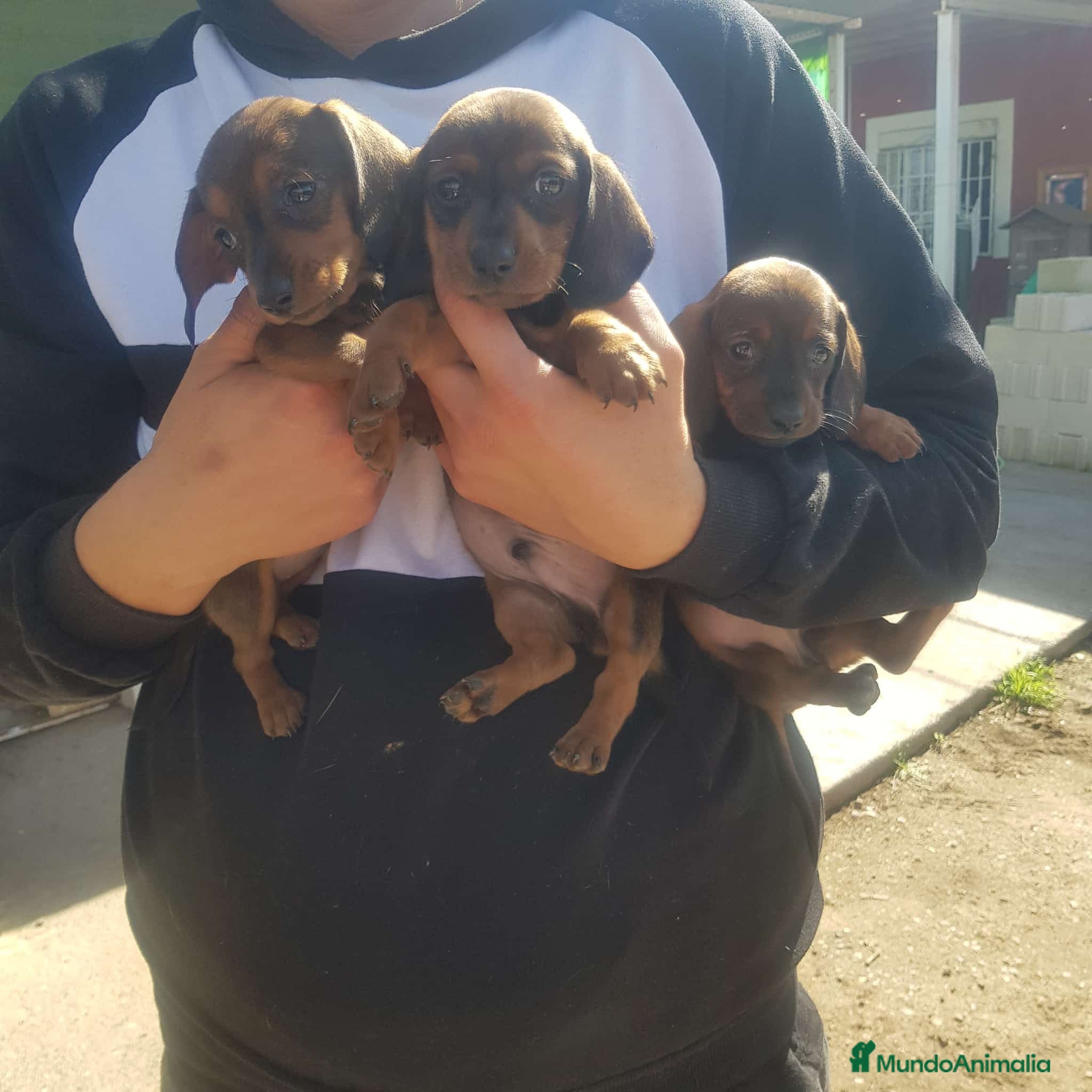 Teckel Miniatura perros en venta: Teckel mini  - Anuncio 3