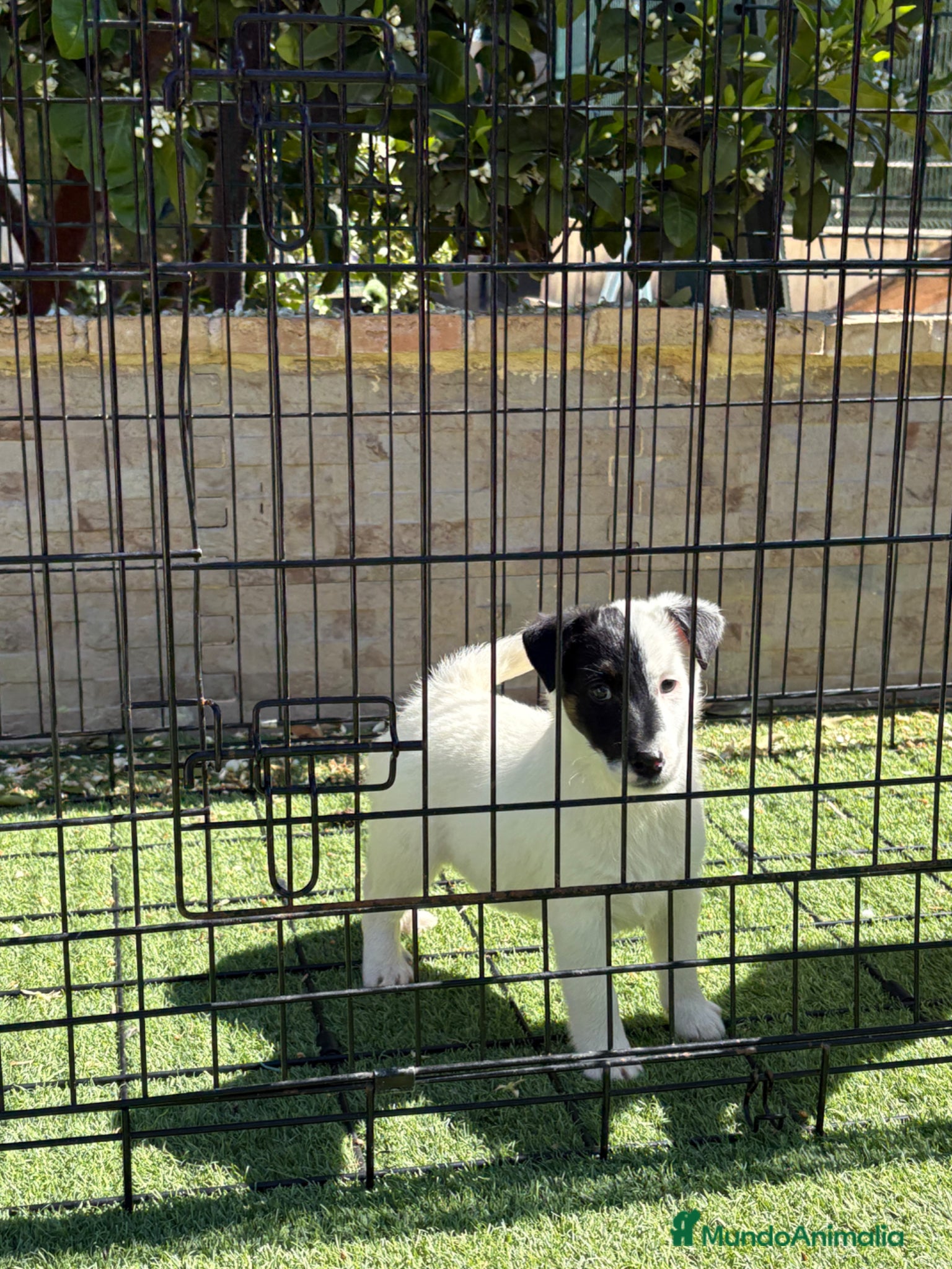 Fox Terrier de Pelo Liso perros Cachorras fox terrier pelo liso - Anuncio 1