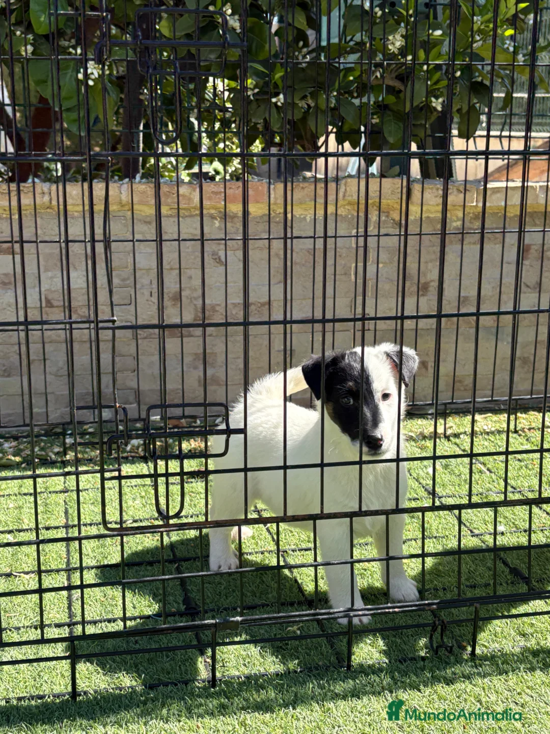 Fox Terrier de Pelo Liso perros en venta: Cachorras fox terrier pelo liso - Anuncio 1