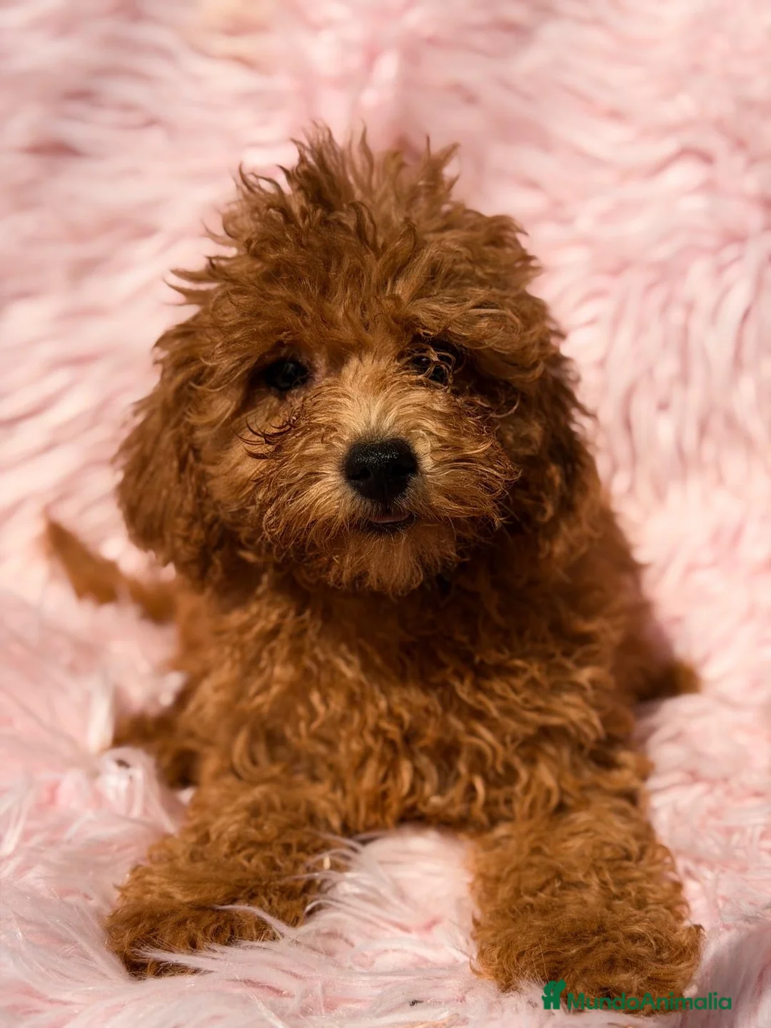 Caniche Mediano perros en venta: Caniche hembra  - Anuncio 2