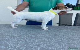 Jack Russell Terrier perros en venta: Jack russell terrier adulto  - Imagen 2