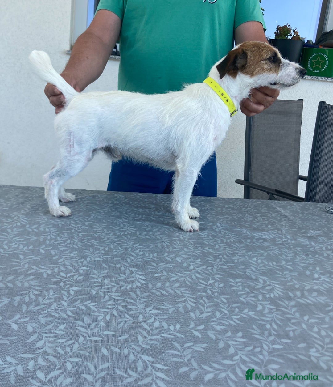 Jack Russell Terrier perros en venta: Jack russell terrier adulto  - Imagen 2
