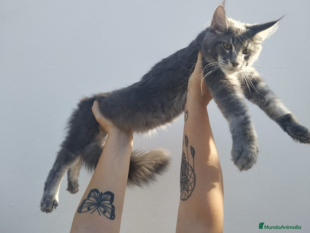Maine Coon gatos en venta: Maine Coon macho tamaño grande - Imagen 2