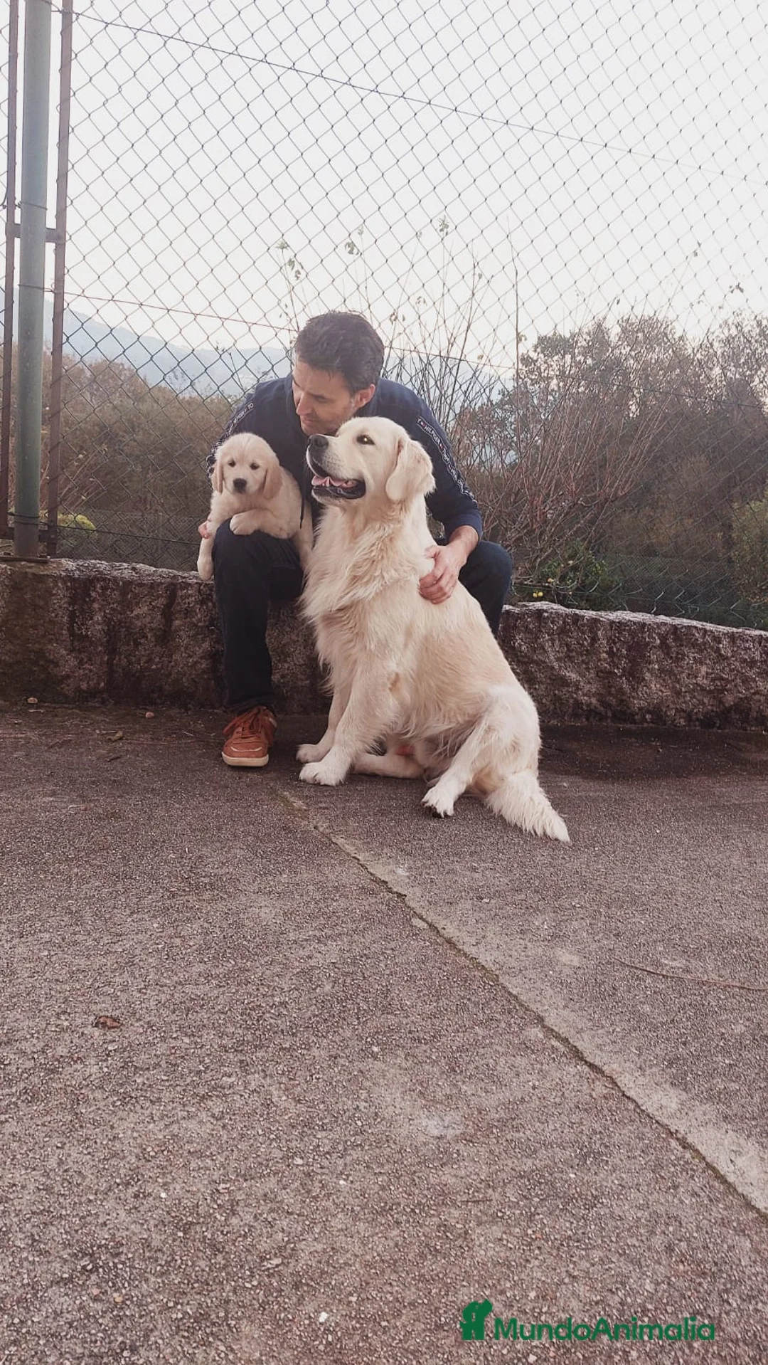 Golden Retriever perros para monta: Macho Golden para monta - Anuncio 2