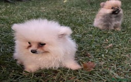 Pomerania perros en venta: Pomerania toy - Imagen 1