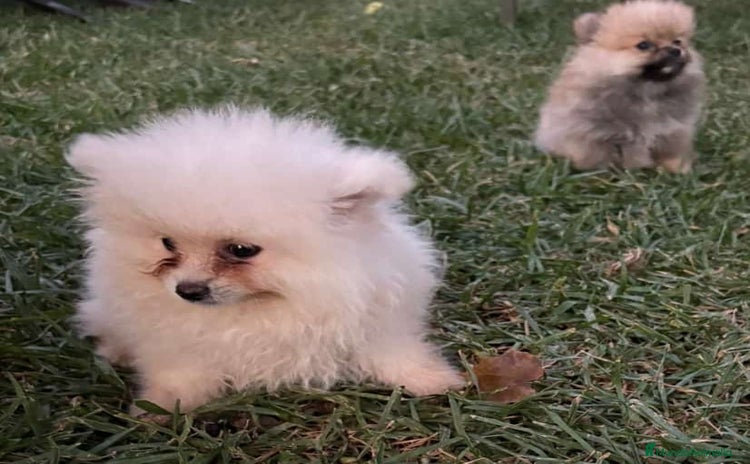 Pomerania perros - Anuncio 3
