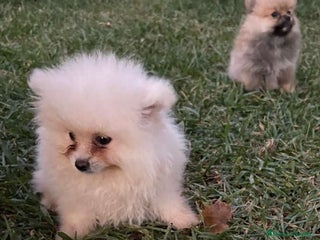 Pomerania perros - Anuncio 9