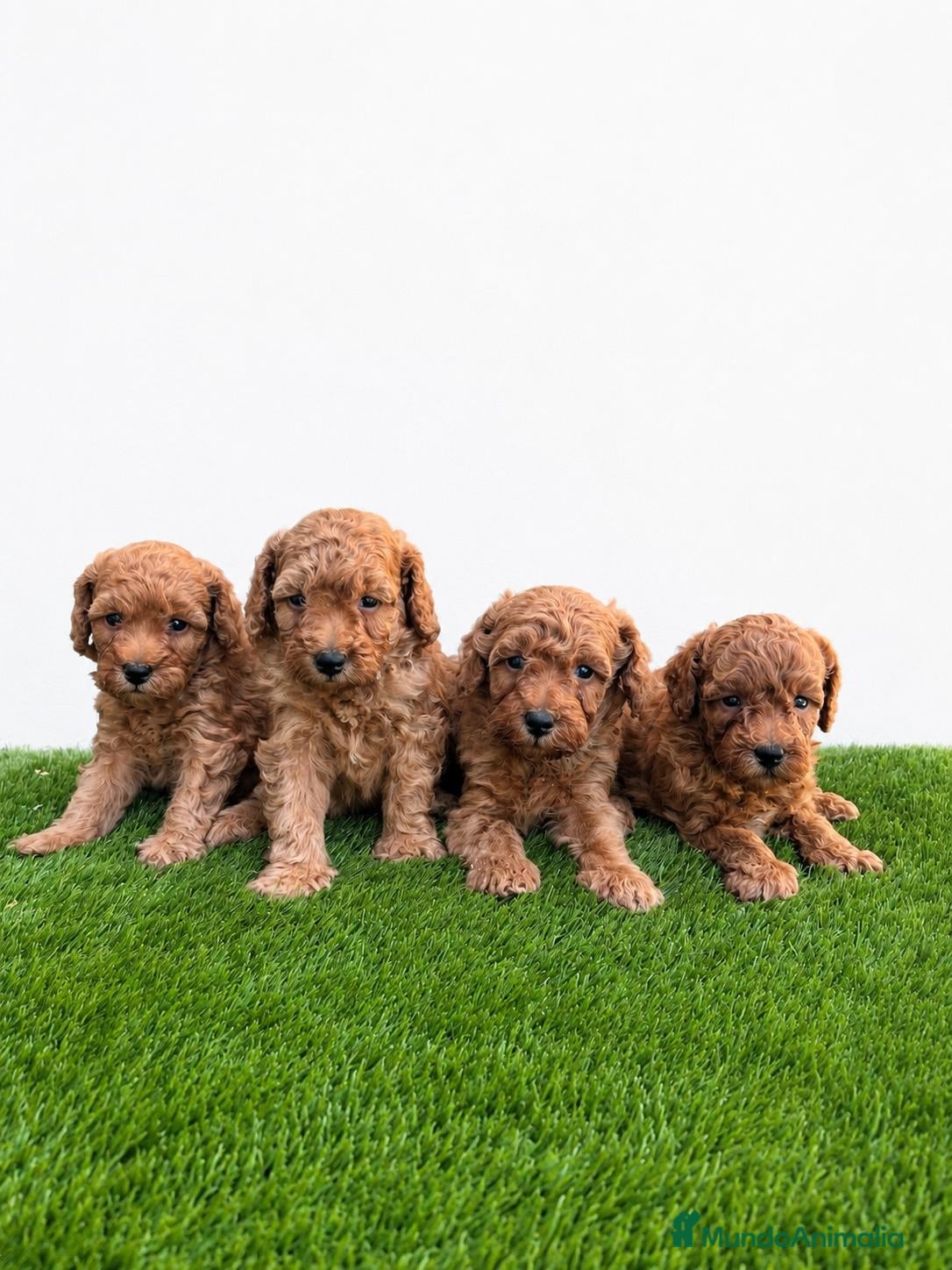 Caniche Enano perros Caniche enano - Anuncio 1