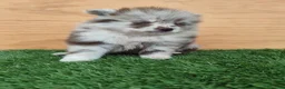Spitz mediano - Mittelspitz perros en venta: Spitz mediano - Anuncio 1