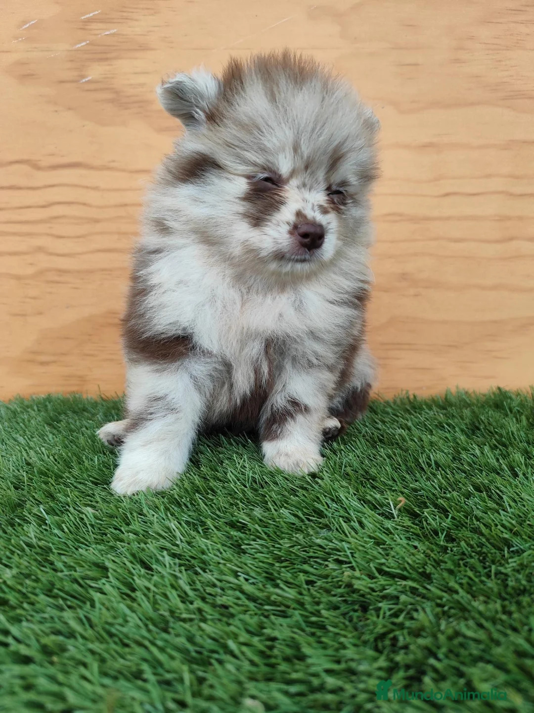 Spitz mediano - Mittelspitz perros en venta: Spitz mediano - Anuncio 1