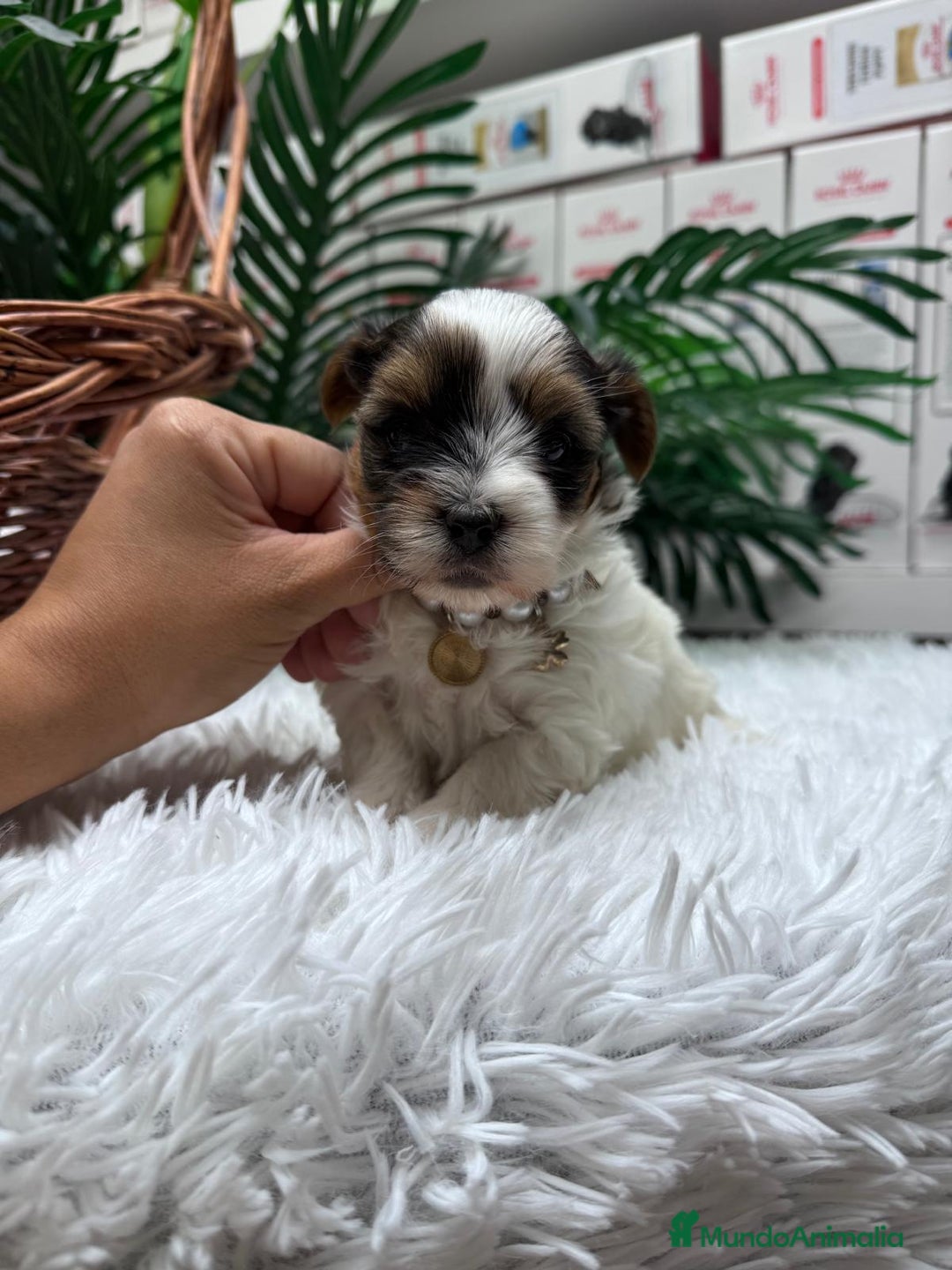 Yorkshire Terrier perros en venta: YORKSHIRE BIEWER - Anuncio 1