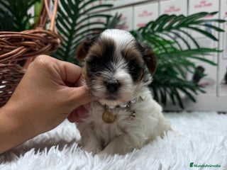 Yorkshire Terrier perros YORKSHIRE BIEWER - Anuncio 2