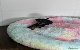 Teckel Miniatura perros en venta: Teckel mini - Imagen 1