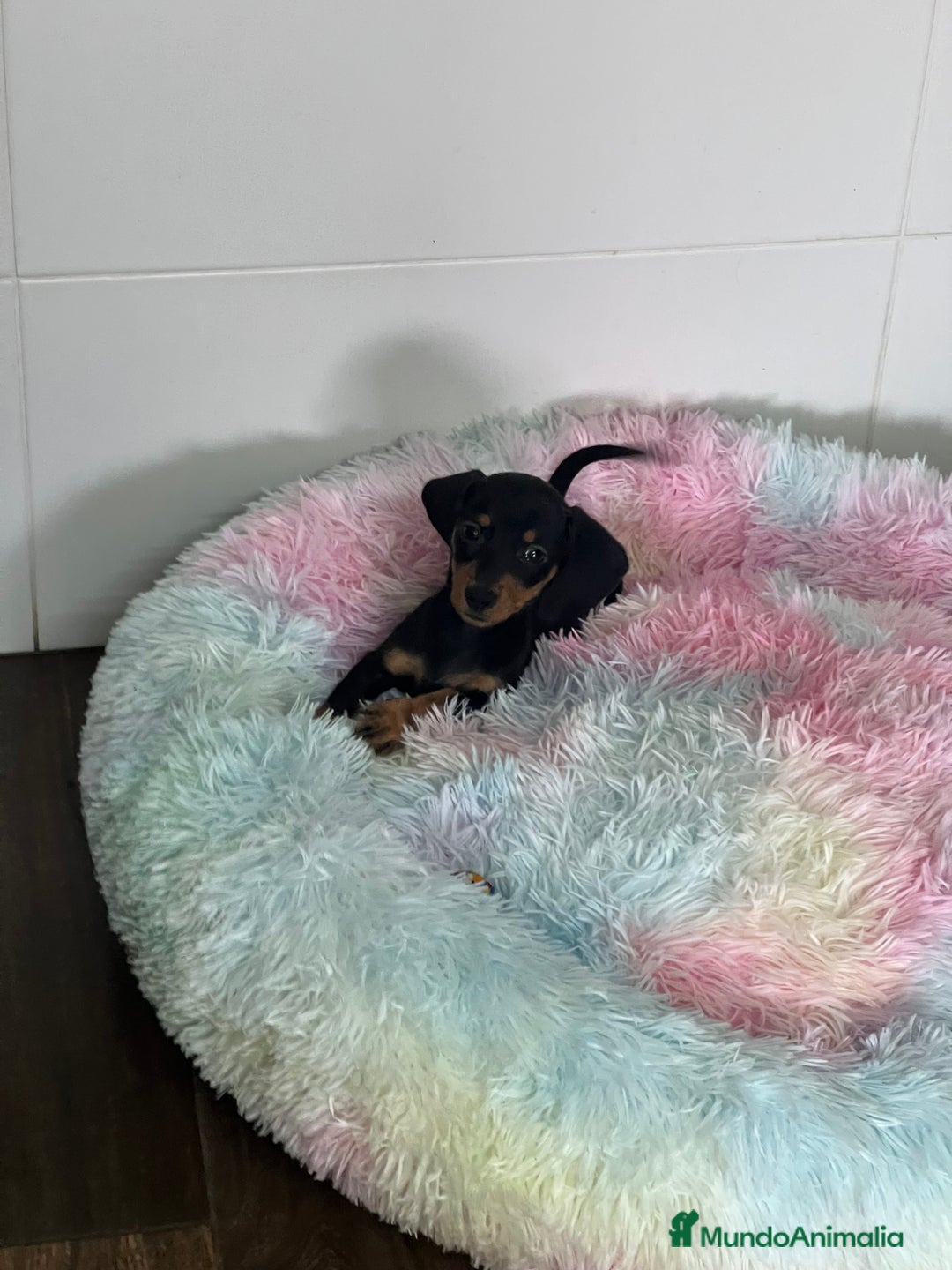 Teckel Miniatura perros en venta: Teckel mini - Imagen 1