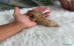 Caniche Toy perros en venta: CANICHE TOY HEMBRA - Imagen 2