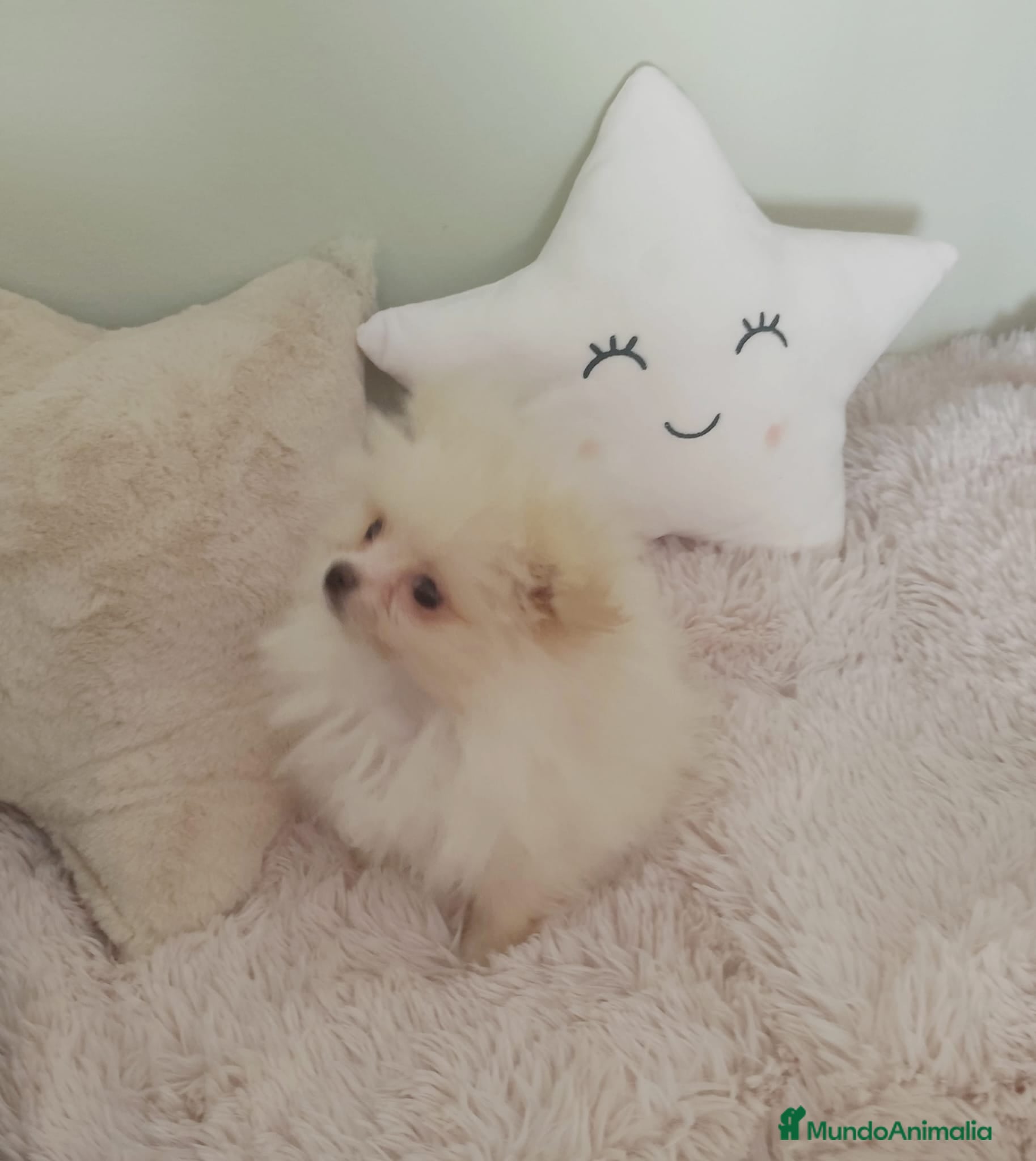 Pomerania perros en venta: Pomerania toy toy - Anuncio 7