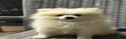 Pomerania perros en venta: Última hembra pomerania toy - Anuncio 3