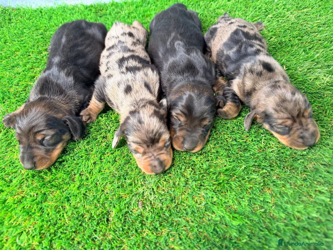 Teckel Miniatura perros en venta: TECKELS MINIATURA  - Anuncio 2