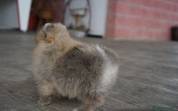 Pomerania perros en venta: 🐾 Sparky y Amapola – Pomerania miniatura 🐾 - Imagen 4