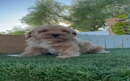 Caniche Toy perros en venta: CANICHE TOY MACHO - Imagen 14