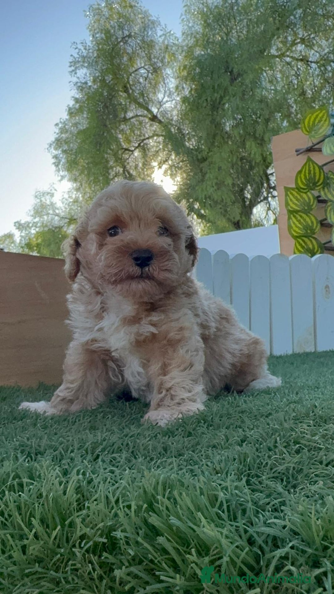 Caniche Toy perros en venta: CANICHE TOY MACHO - Imagen 14