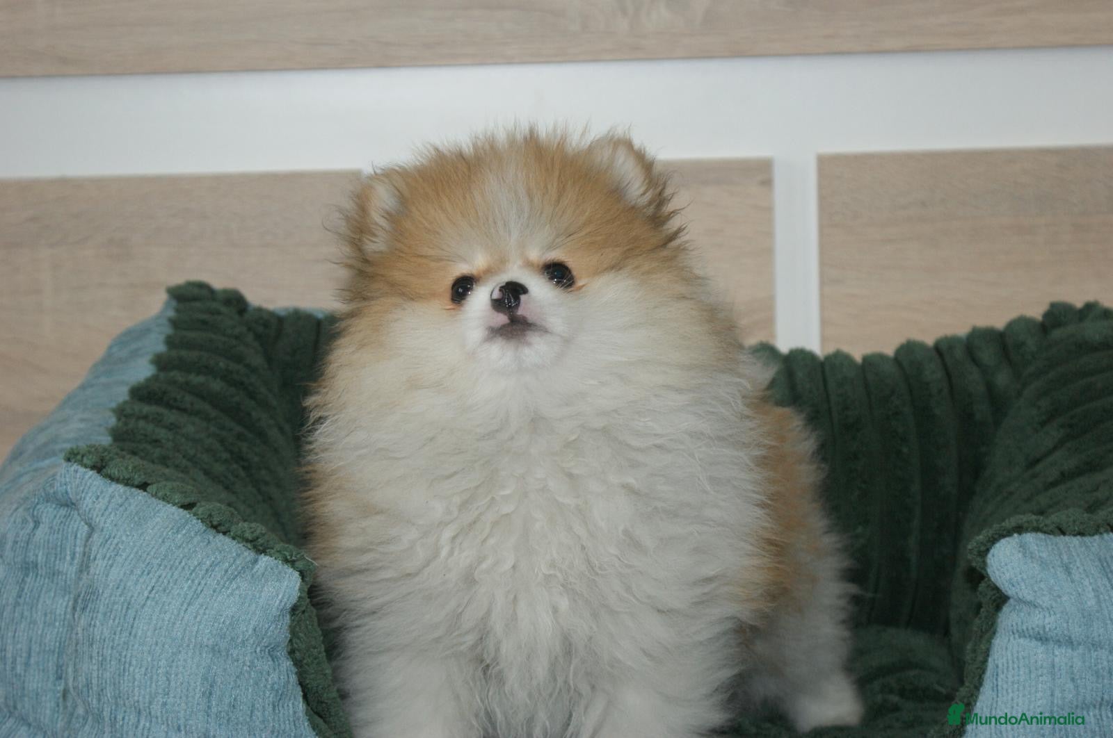 Pomerania perros CACHORRITO DE POMERANIA  - Anuncio 2