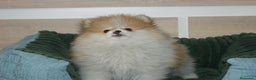 Pomerania perros en venta: CACHORRITO DE POMERANIA  - Anuncio 2