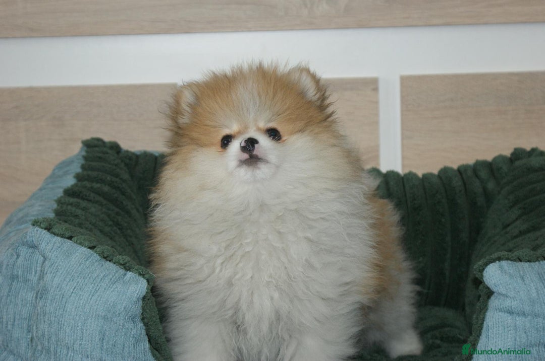 Pomerania perros en venta: CACHORRITO DE POMERANIA  - Anuncio 2