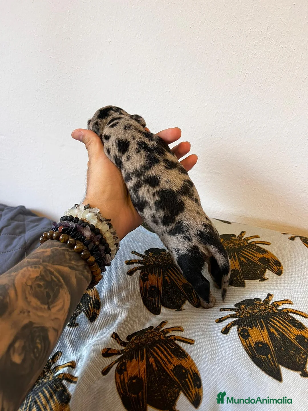 Teckel Miniatura perros en venta: Teckel España !  - Anuncio 3