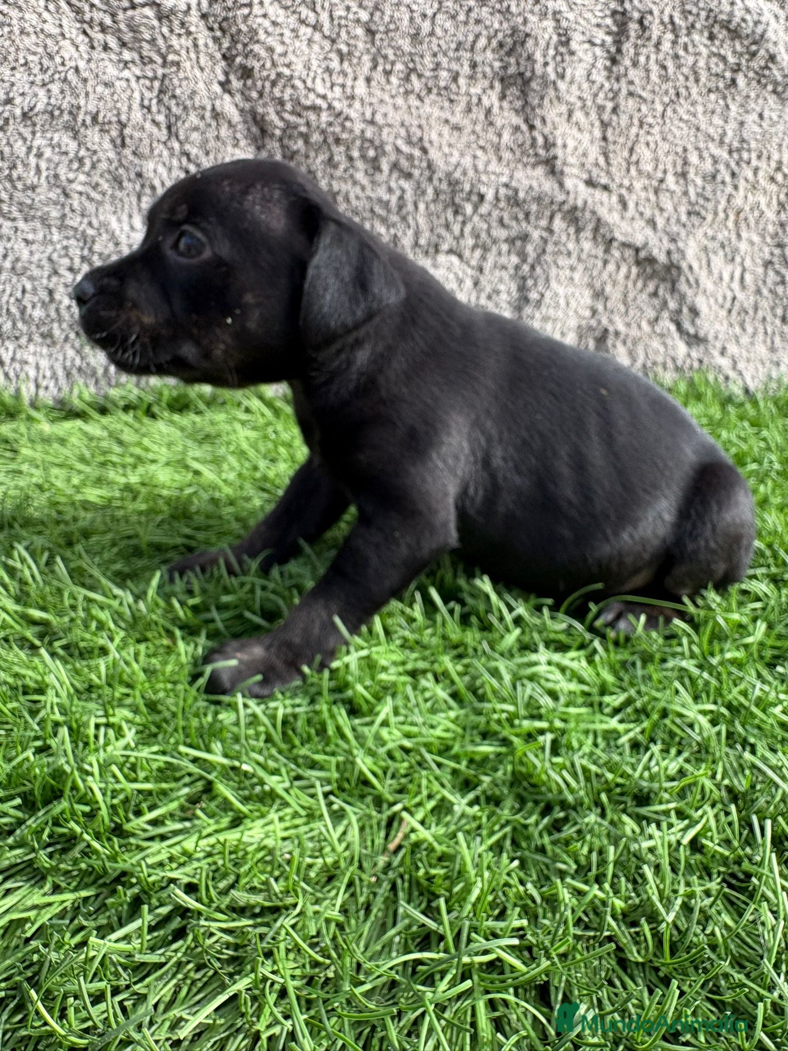 Staffordshire Bull Terrier perros Cachorro macho de Staffordshire Bull Terrier - Anuncio 1