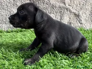 Staffordshire Bull Terrier perros Cachorro macho de Staffordshire Bull Terrier - Anuncio 1