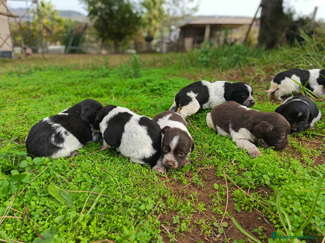 Épagneul Breton perros en venta: Cachorros de Bretón  - Anuncio 1