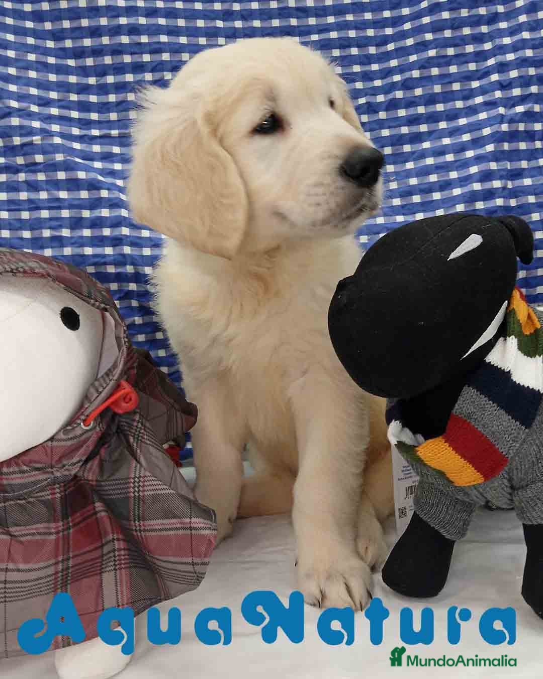 Golden Retriever perros Golden Retriever Macho 6589 - AQUANATURA en Barcelona - Anuncio 14