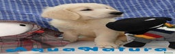 Golden Retriever perros en venta: Golden Retriever Macho 6589 - AQUANATURA en Barcelona - Anuncio 1