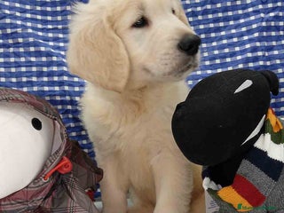 Golden Retriever perros en Barcelona - Anuncio 2