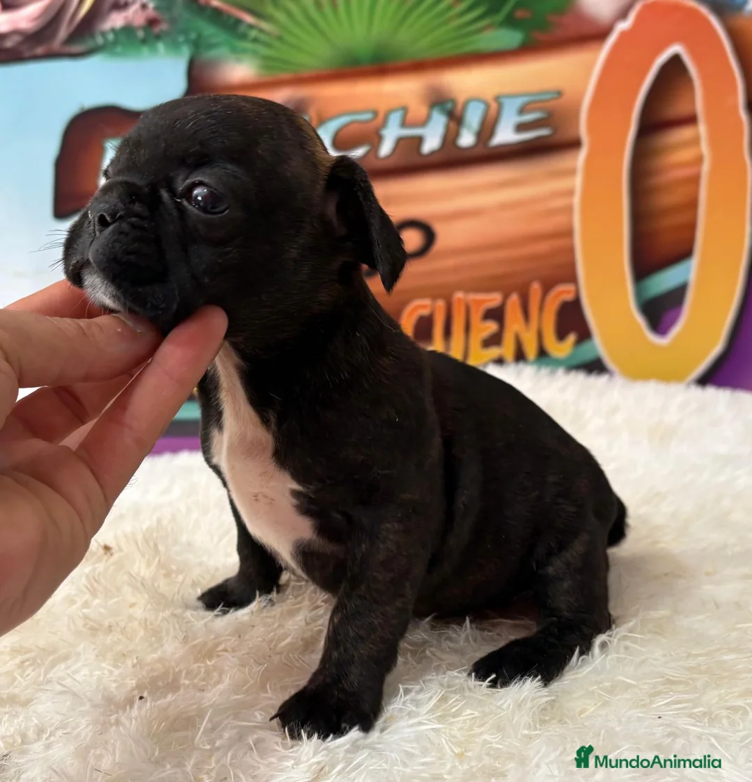 Bulldog Francés perros en venta: cachorro de bulldog frances en Madrid - Anuncio 5