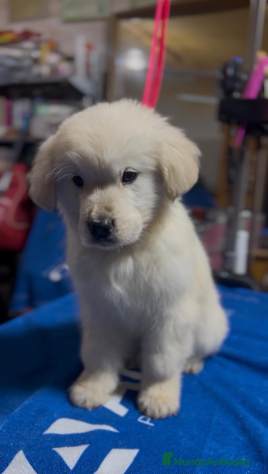 Golden Retriever perros Cachorros Golden retriever disponibles  - Anuncio 2