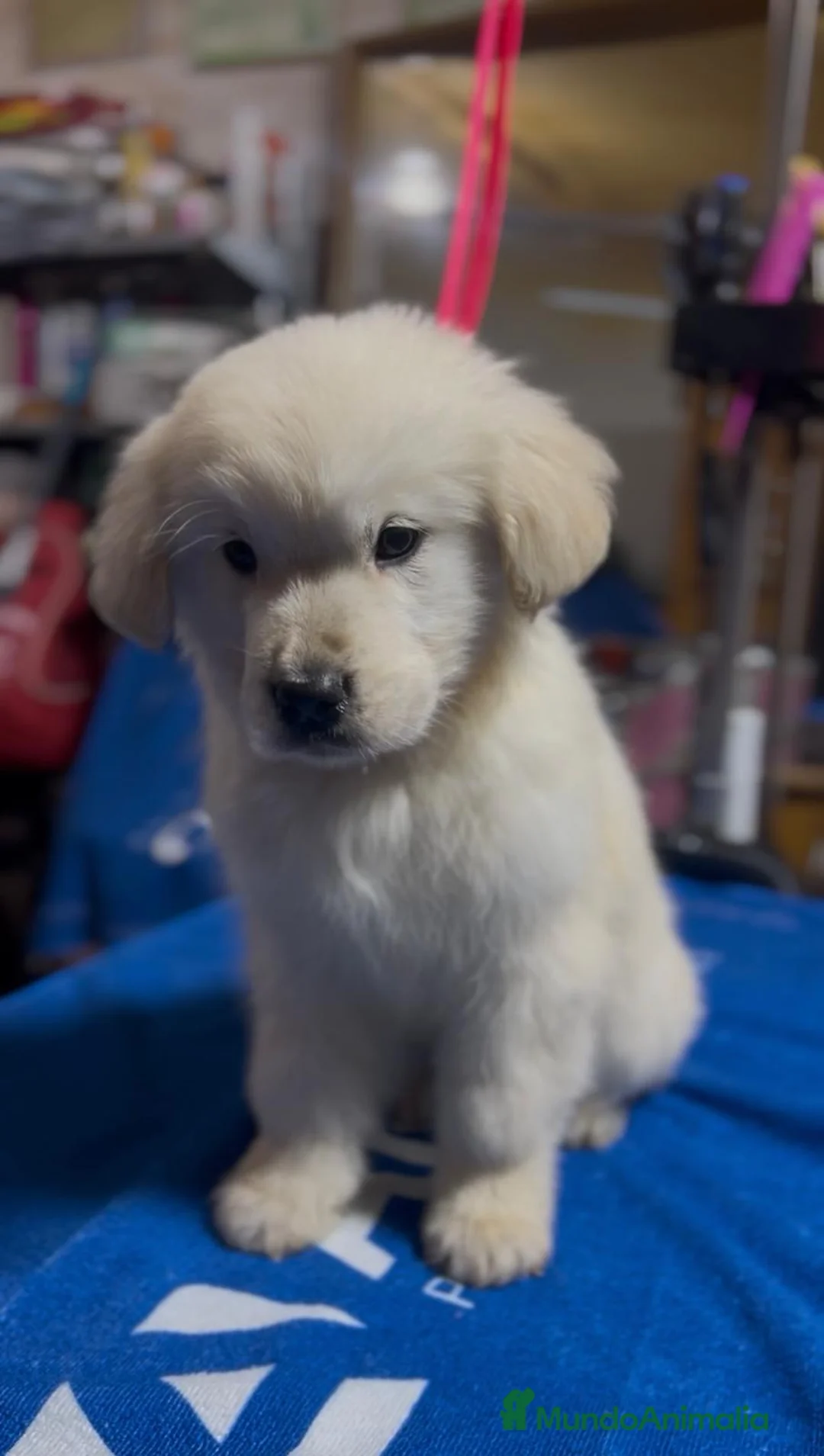 Golden Retriever perros en venta: Cachorros Golden retriever disponibles  - Anuncio 2