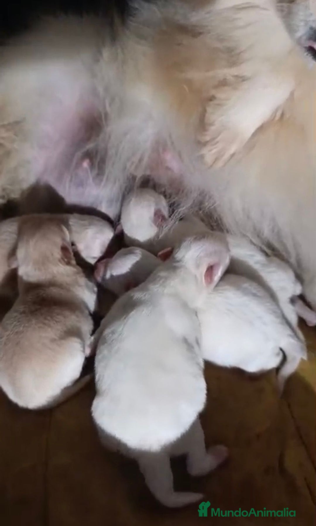 Pomerania perros en venta: NUEVA CAMADA Lulu pomerania toy - Anuncio 6