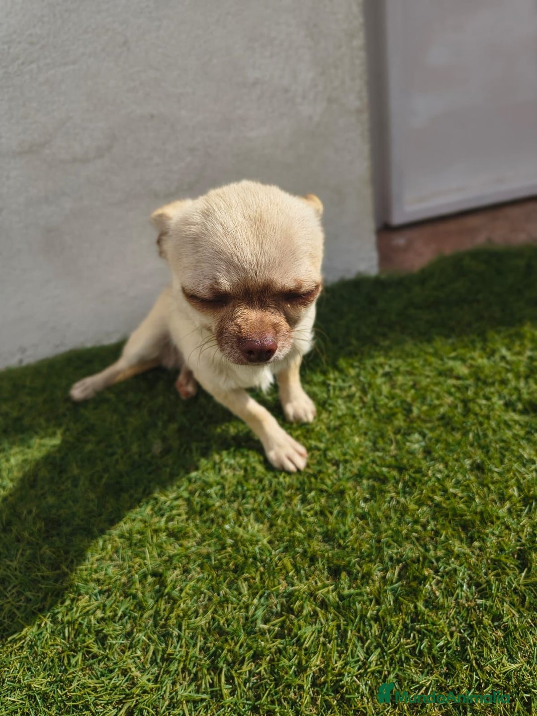 Chihuahua perros en venta: Chihuahua toy - Imagen 4