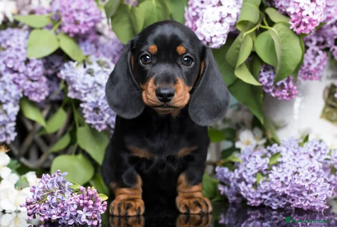 Teckel Miniatura perros en venta: TECKEL ARLEQUINES Y LISOS  - Imagen 8