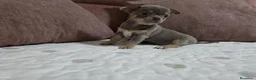 Chihuahua perros en venta: Disponible Chihuahuas de calidad  - Anuncio 4