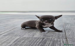 Chihuahua perros en venta: CHIHUAHUA HEMBRA - Imagen 6