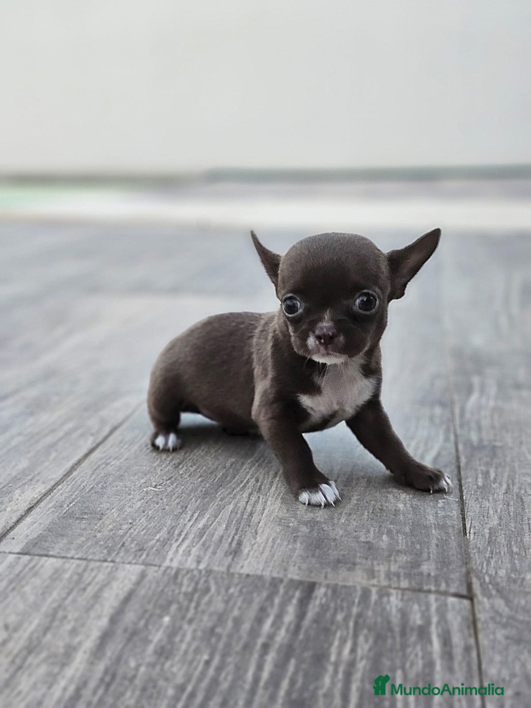 Chihuahua perros en venta: CHIHUAHUA HEMBRA - Imagen 6