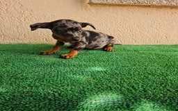 Ratón de Praga perros en venta: Raton de praga - Imagen 2