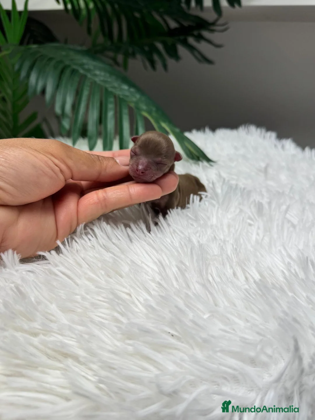 Chihuahua perros en venta: CHIHUAHUA MACHO - Anuncio 1