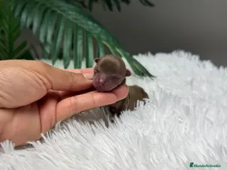 Chihuahua perros CHIHUAHUA MACHO - Anuncio 3