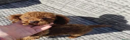 Caniche Toy perros en venta: Caniche toy - Anuncio 7