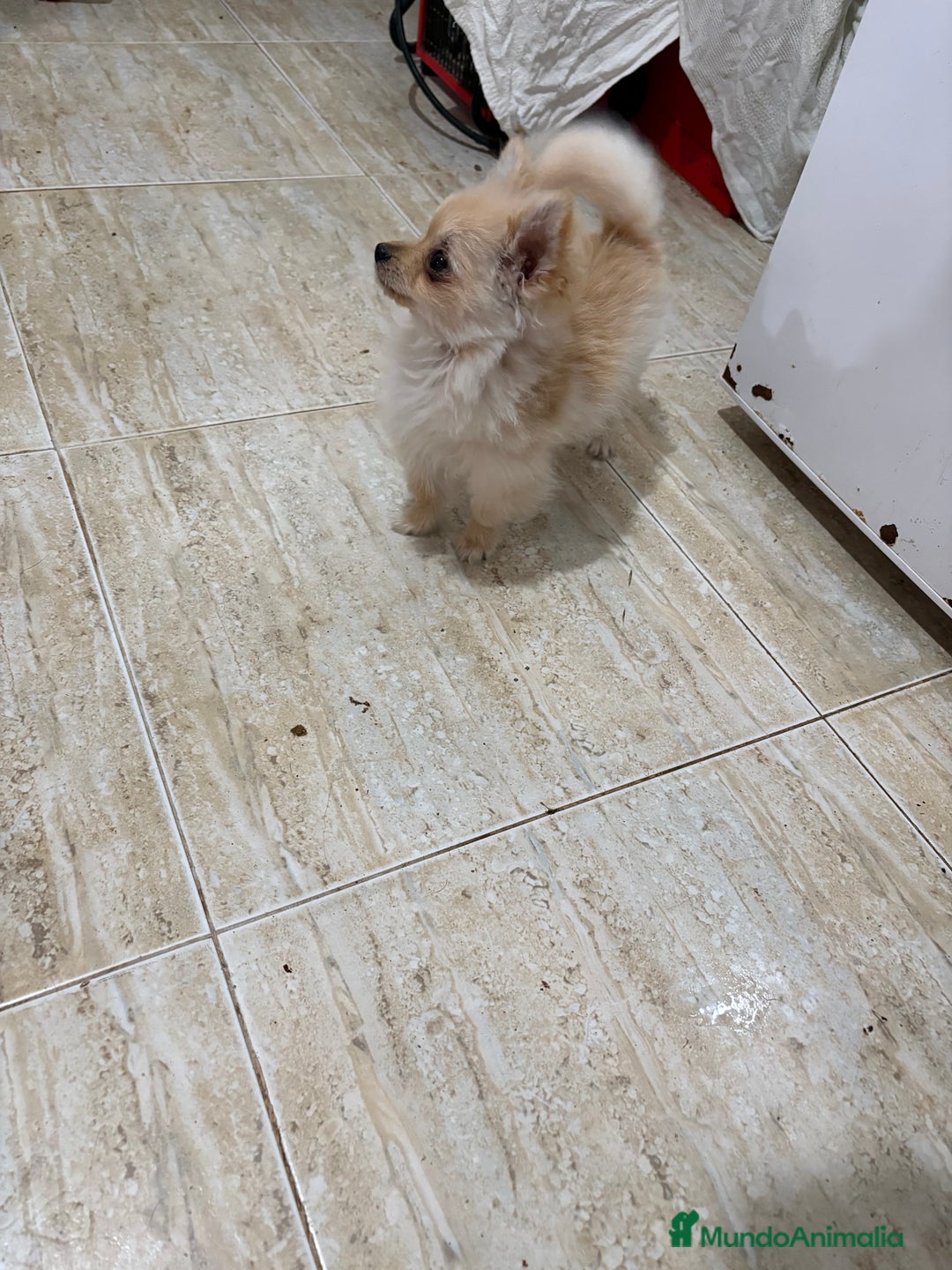 Pomerania perros en venta: Pomerania micro Toy 7 meses 790gramos  - Anuncio 3