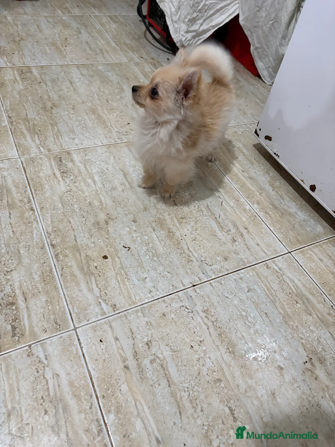 Pomerania perros en venta: Pomerania micro Toy 7 meses 790gramos  - Anuncio 3